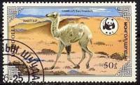 (1985-028) Марка Монголия "Верблюжонок"    Двугорбый верблюд III O